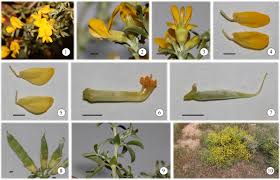 Image result for Priva curtisiae