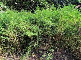 Image result for Indigofera mendonçae