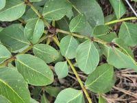 Image result for Zanthoxylum chalybeum