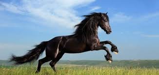 شعر عن الخيل اجمل قصيدة شعر عن الخيل كيف
