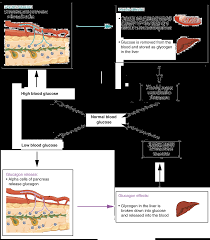 homeostasis article human body systems khan academy