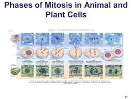 About 90 percent of a cell's time in the normal cell cycle may be. Biology Sylvia S Mader Michael Windelspecht Chapter 9 The Cell Cycle And Cellular Reproduction Lecture Outline Copyright C The Mcgraw Hill Companies Ppt Download