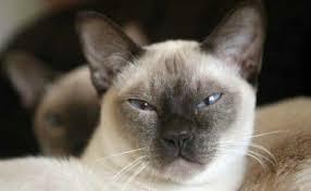 tonkinese tonkinese cat cats tonkinese