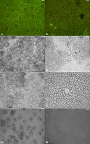 Image result for Englerodendron mengei