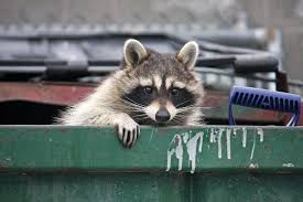 Most animals scratch in the attic, to clear out space for nesting, or maybe to bury food. How To Know If There Is A Large Pest In Your Attic Vulcan Termite Pest Control