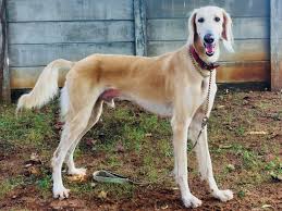 Saluki Wikipedia