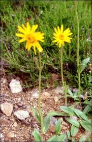 Detail D Une Plante Arnica Terrarium Pour Plantes Grasses Fleurs Des Alpes Jardin Foret