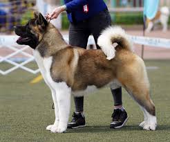 A japanese strain, commonly called akita inu (inu means dog in japanese) or japanese akita, and an american strain, known as the akita or american akita. American Akita American Akita All For Almighty Kennel Amerikanskaya Akita Pitomnik All For Almighty Kharkiv Ukraine Shenki Amerikanskoj Akity American Akita Puppies Harkov Ukraina