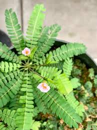 Image result for Biophytum crassipes