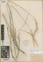 Image result for Trachypogon