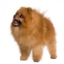 Uitgebreide vertaling voor loulou de poméranie (frans) in het zweeds. Ou Acheter Un Spitz Nain Issu D Elevage Agree Dogcatandco