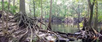 4.6k likes · 217 talking about this · 194 were here. Santa Fe River And Sink Florida State Parks