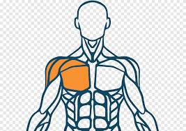 Los músculos de la espalda, al igual que cualquier otro músculo en el cuerpo, requieren suficiente ejercicio para mantenerse fuertes y tonificados. Cuerpo Humano Musculo Sistema Muscular Dedo Humano Espalda Blanco Cara Png Pngegg
