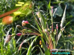 Image result for Coix lacryma-jobi