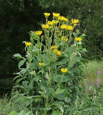 Stock availability is updated every 20 minutes. Alandsrot Inula Helenium