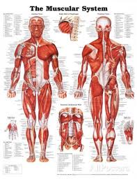 The Muscular System Anatomical Chart Muscular System