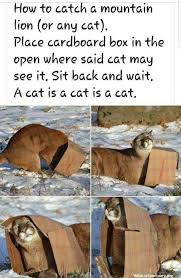 How do you track down someone when you don't know who they are? How To Catch A Mountain Lion 9gag