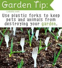 Garden Tips Or Use Real Ones As The Sun Will Shine On Them Reflecting A Bright Beam Keeping Birds Out Of Yo Jardinage Idee Jardinage Jardin Potager