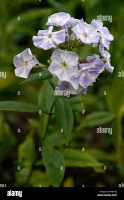 Image result for Polemoniaceae