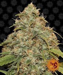 The interest in the strains barneys carried brought them the world wide interest they have today. Cannabis Marihuana Samen Barneys Farm Seed Bank