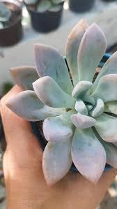 Image result for Coleus shirensis