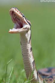 Herp Love Pet Snake Cute Snake Ball Python Pet