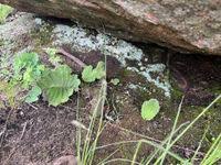 Image result for Streptocarpus hirticapsa