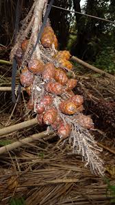 Image result for Raphia ruwenzorica