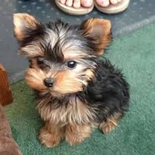 Browse our selection of toy and teacup puppies with delivery options available. Teacup Yorkie For Adoption