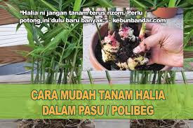 Mudahnya tanam ubi keledek dalam pasu. Cara Tanam Halia Dalam Pasu Polibeg Hasil Puas Hati Kebun Bandar
