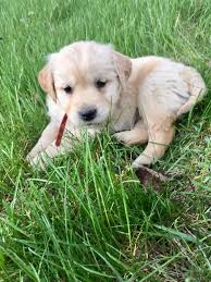 If you're interested in a puppy from kp golden retrievers, please apply. Washington Delightful Golden Retriever Puppies Home Facebook