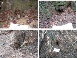 Created by ericha nix february 2018 The Zoogeomorphic Characteristics Of Burrows And Burrowing By Nine Banded Armadillos Dasypus Novemcinctus Sciencedirect