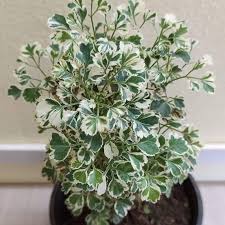 Image result for Polyscias fruticosa