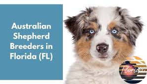 Australian shepherd dog puppies for sale by the most reputable breeders. 8 Australian Shepherd Breeders In Florida Fl Australian Shepherd Puppies For Sale Animalfate