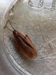 Your pest control expert will reevaluate the infestation and recommend the. Can You Identify What Kind Of Roach This Is We Have Seen 2 Inside This Week During The Day Looked For Signs Of Roach Infestation Around But Cannot See Anything This Is