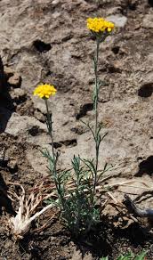 Image result for Sericorema remotiflora