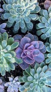 Succulent Iphone Wallpapers Posted By Ryan Anderson Desktop wallpapers © 2016 dress up your tech. succulent iphone wallpapers posted by