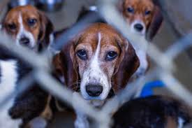 Beagle mix puppies for sale in pa breed info. Beagle Rescue In Pittsburgh Pa Petswithlove Us
