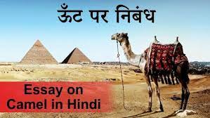 Camels store fat in the hump not. à¤Š à¤Ÿ à¤ªà¤° à¤¨ à¤¬ à¤§ Essay On Camel In Hindi