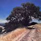 East Bay Landscape Painting with Dean Evans — event image