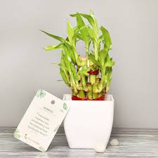 Lucky bamboo is a wonderful gift Bamboo Plants Lucky Bamboo Plants Online From Rs 349 Only Floweraura