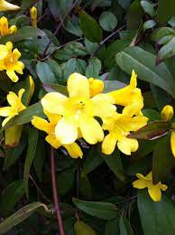 Beautiful Yellow Jasmine Fragrant Vine Hardy Zone 7 Climber Full To Partial Sun 20 From Http Www Brighterblooms Flowers Nature Yellow Flowers Flower Garden