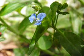 Image result for Commelina saxosa