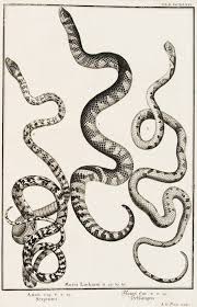 Snakes In Abundance Dessin Serpent Livres Des Ombres Deyrolle