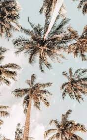 Add to cart $ 30.00 $ 23.87 select options. 900 Palm Trees Ideas In 2021 Palm Trees Palm Beach Life