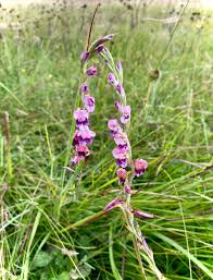 Image result for Gladiolus crassifolius
