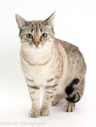 Snowy Bengal Cats Wp31141 Sepia Snow Bengal Cross Female Cat Lilli 3 Years Old Bengal Cat Cats Cat Photo