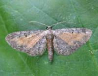 Image result for Eupithecia icterata