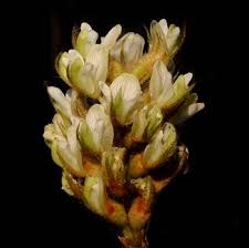 Image result for Eriosema rhynchosioides