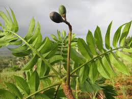 Image result for Canarium schweinfurthii